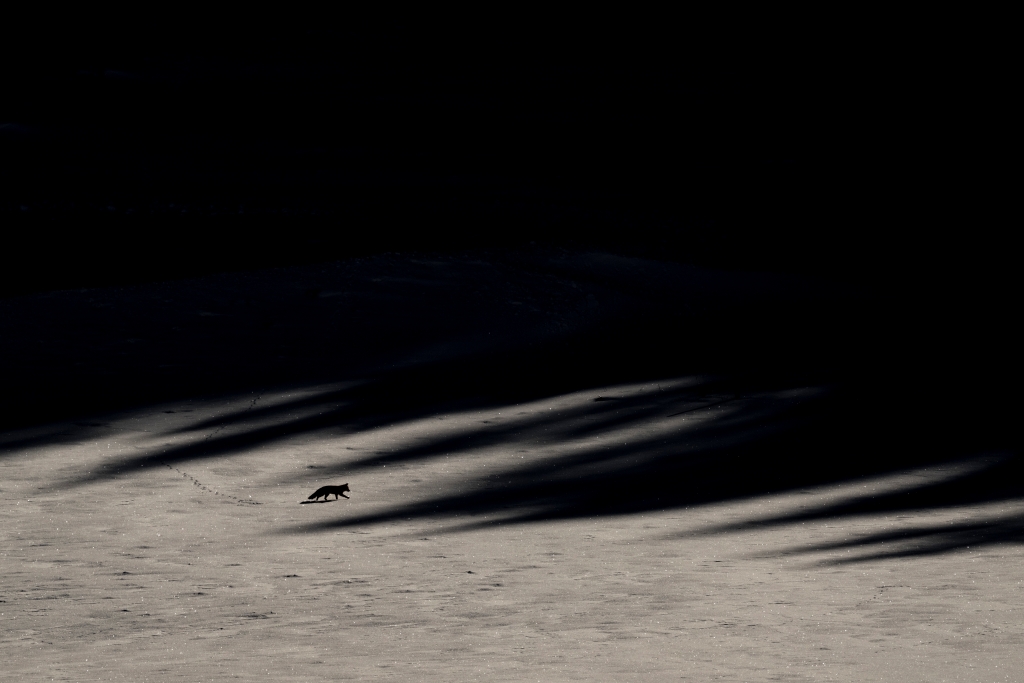 Sfeerbeeld uit de film - foto: Vincent Munier