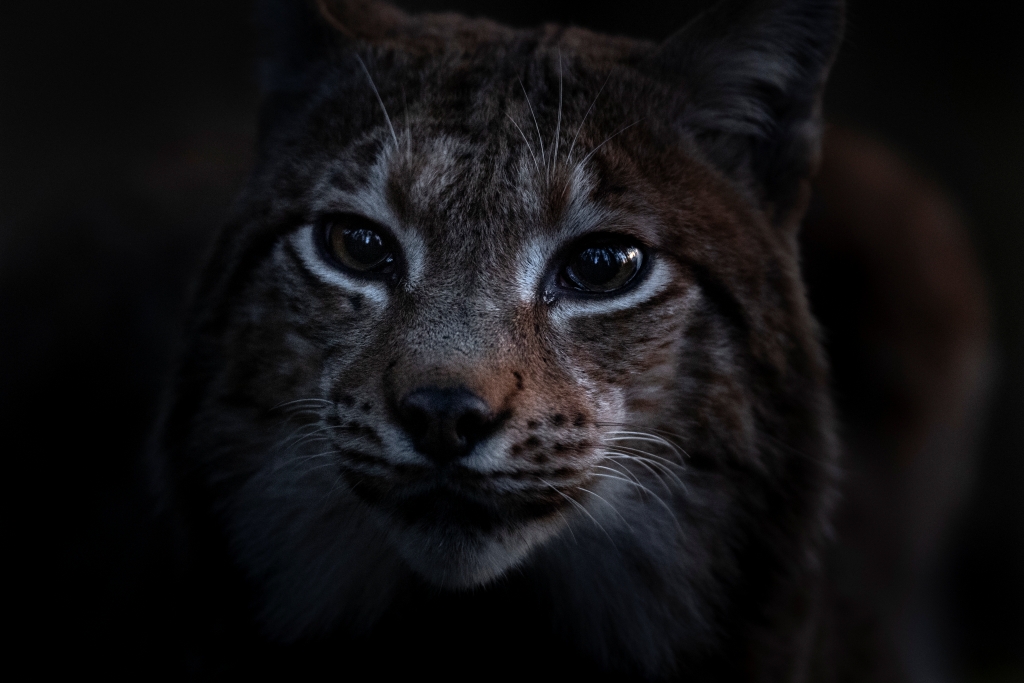 Sfeerbeeld uit de film - foto: Vincent Munier