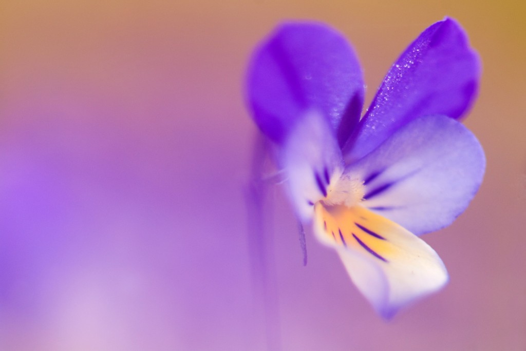 Duinviooltje - Nico van Kappel