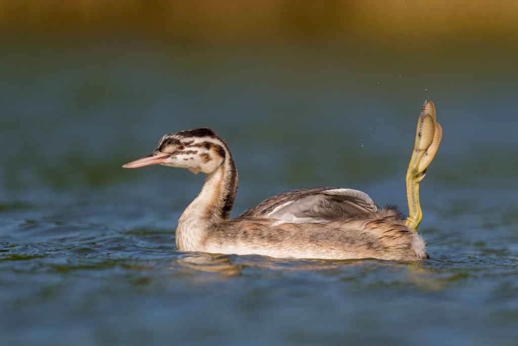 Fuut – foto: Tom Linster