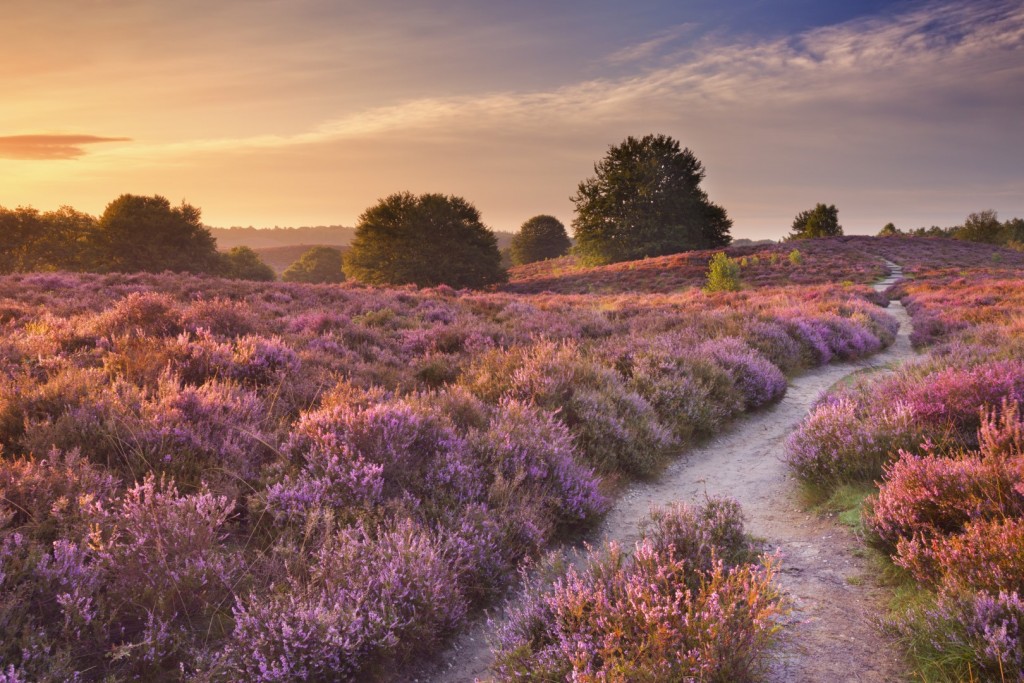 Veluwezoom - foto: Sara Winter