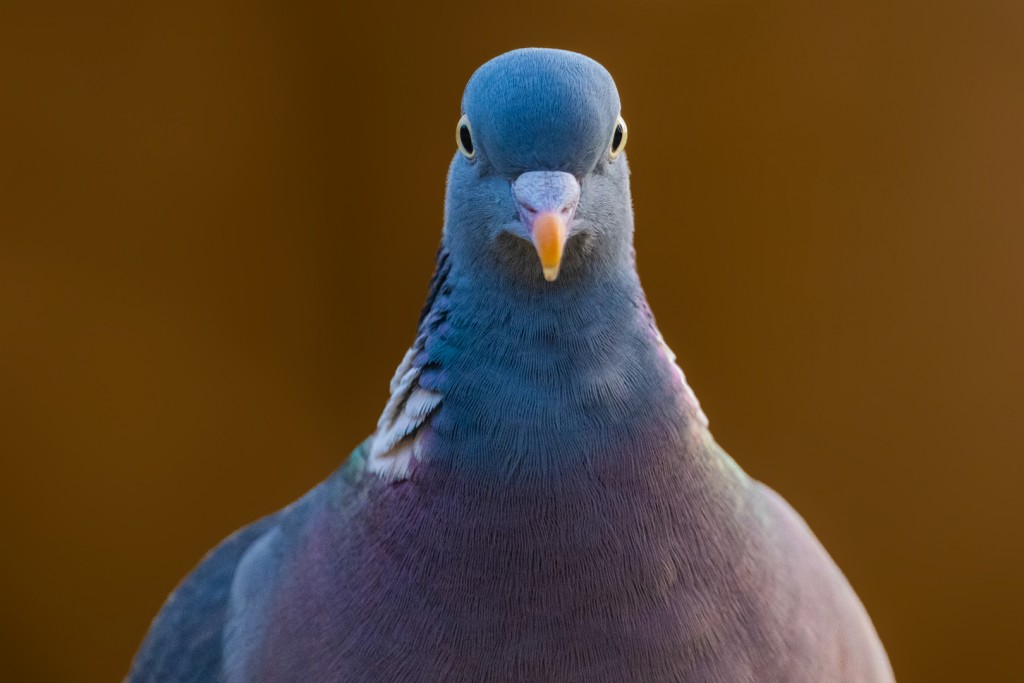 Houtduif – foto: Tom Linster