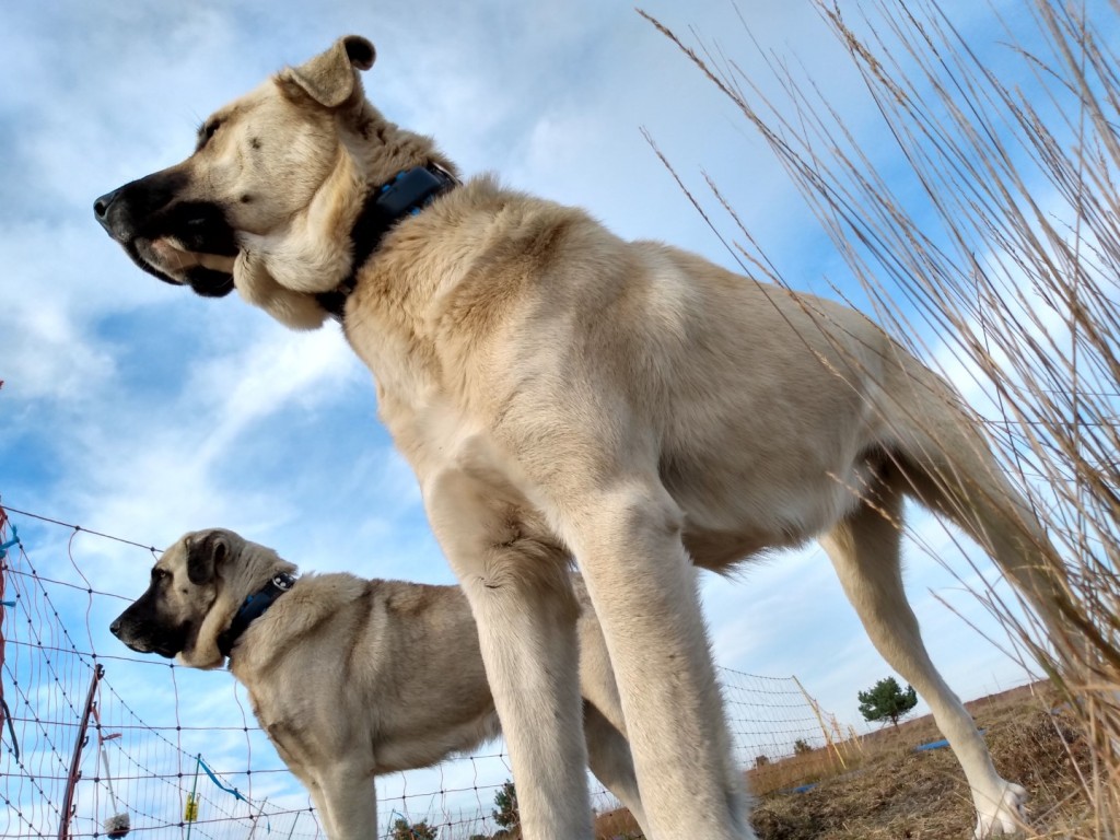 Kuddebeschermingshonden - foto: Jan Loos