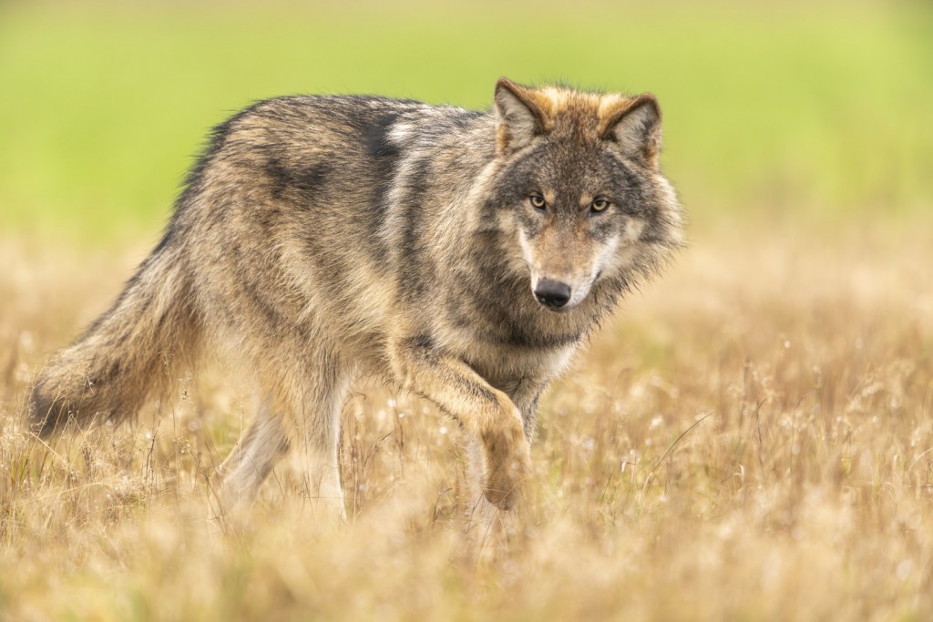 Jonge wolf - foto: Gert Vording