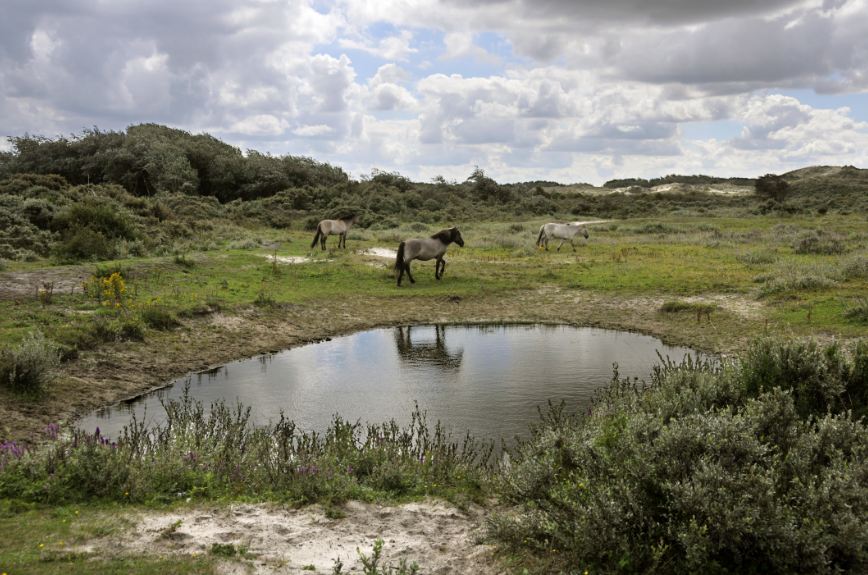Poolse Konikpaarden grazen in de Westhoek (Foto: Edgard Verhasselt)