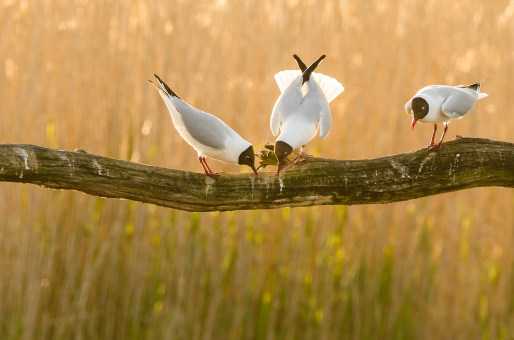 Kokmeeuwen - foto: Hans Debruyne
