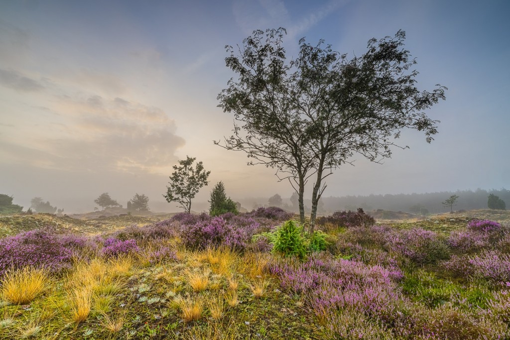Kootwijkerzand - foto: Hans van Wijck