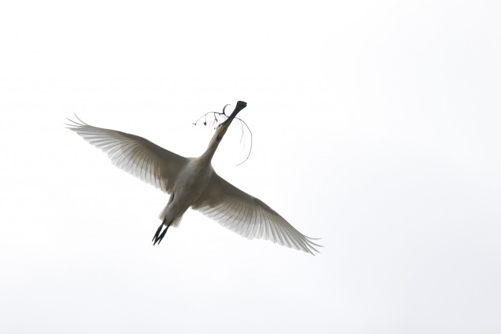 Lepelaar – foto: Tom Linster