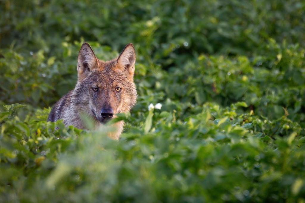 Limburgse welp - foto: Jochen Lambrechts