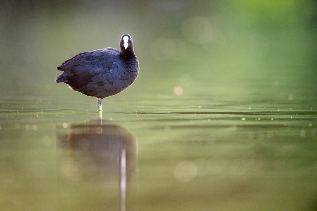 Meerkoet – foto: Tom Linster