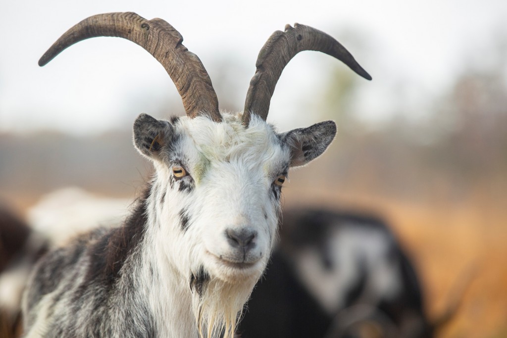 Nederlandse landgeit - foto: Bob Luijks