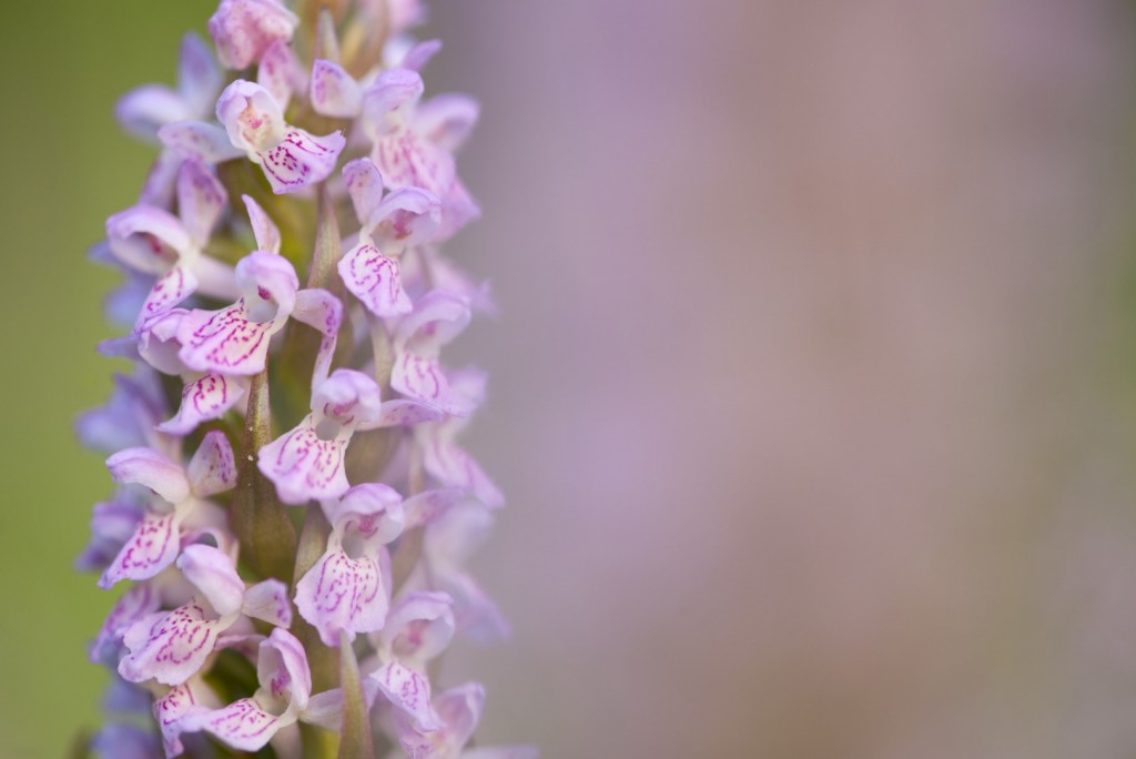 Vleeskleurige orchis - foto: Nico van Kappel