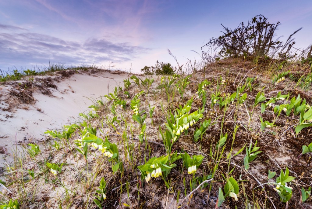 Welriekende salomonszegel in stuivende duinen - foto: Nico van Kappel