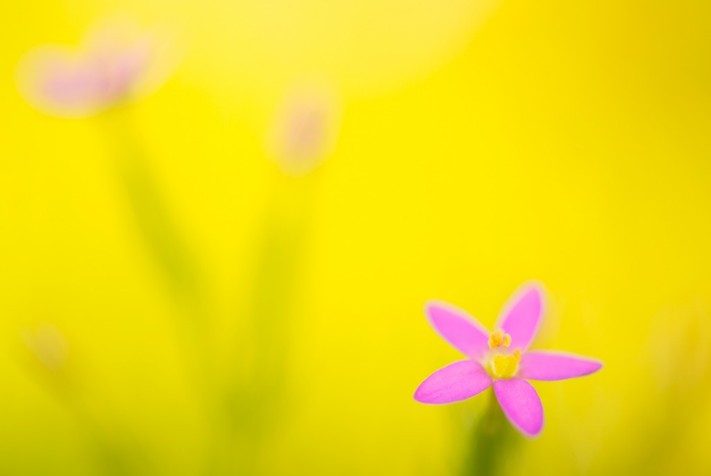 Fraai duizendguldenkruid - foto: Nico van Kappel