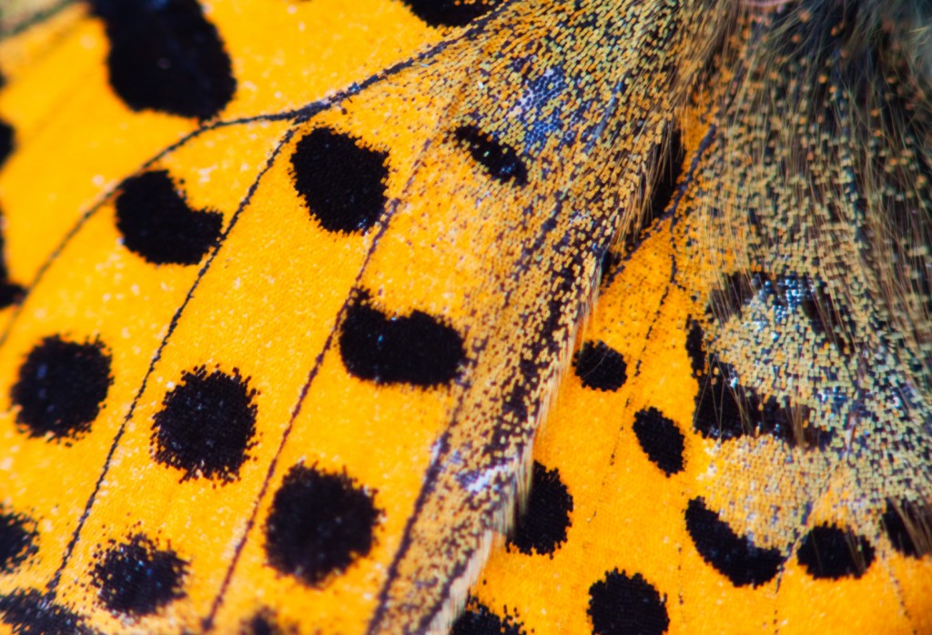 Kleine parelmoervlinder - foto: Nico van Kappel