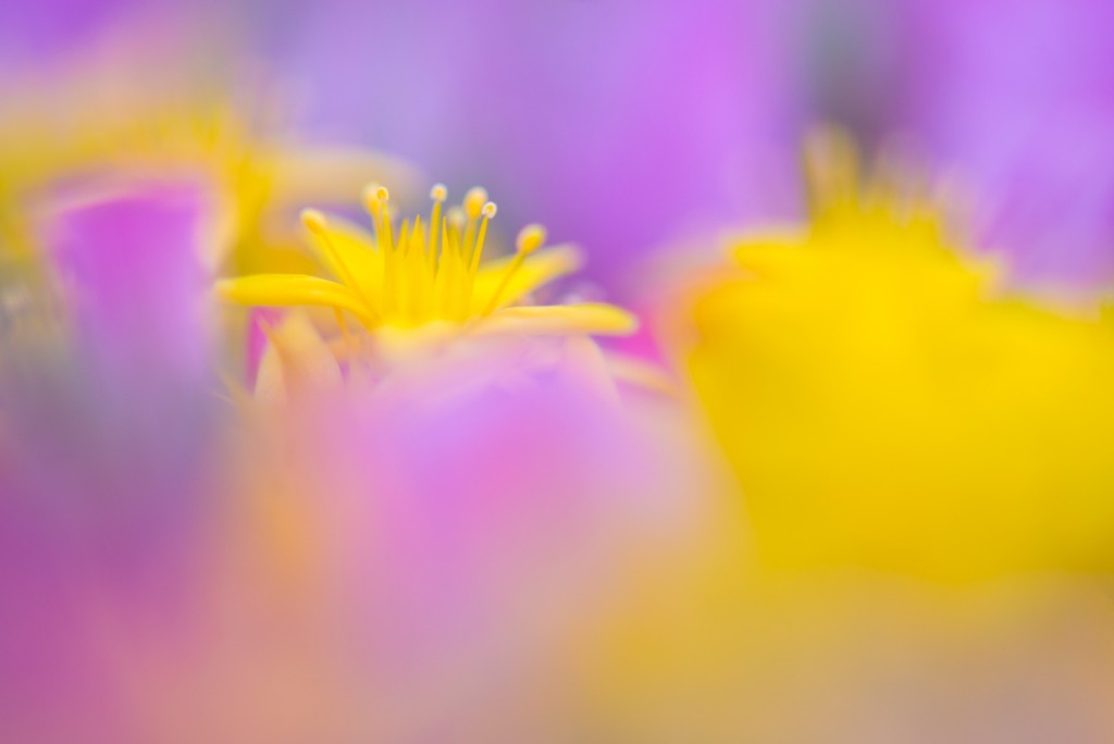 Muurpeper - foto: Nico van Kappel