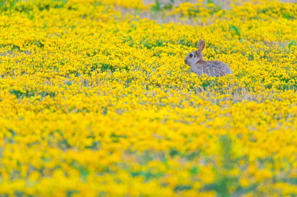 Wild konijn - foto: Nico van Kappel