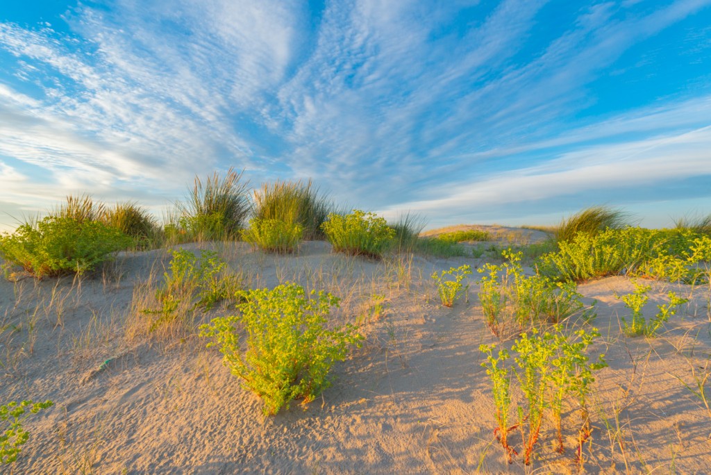 Zeewolfsmelk als pionier - foto: Nico van Kappel