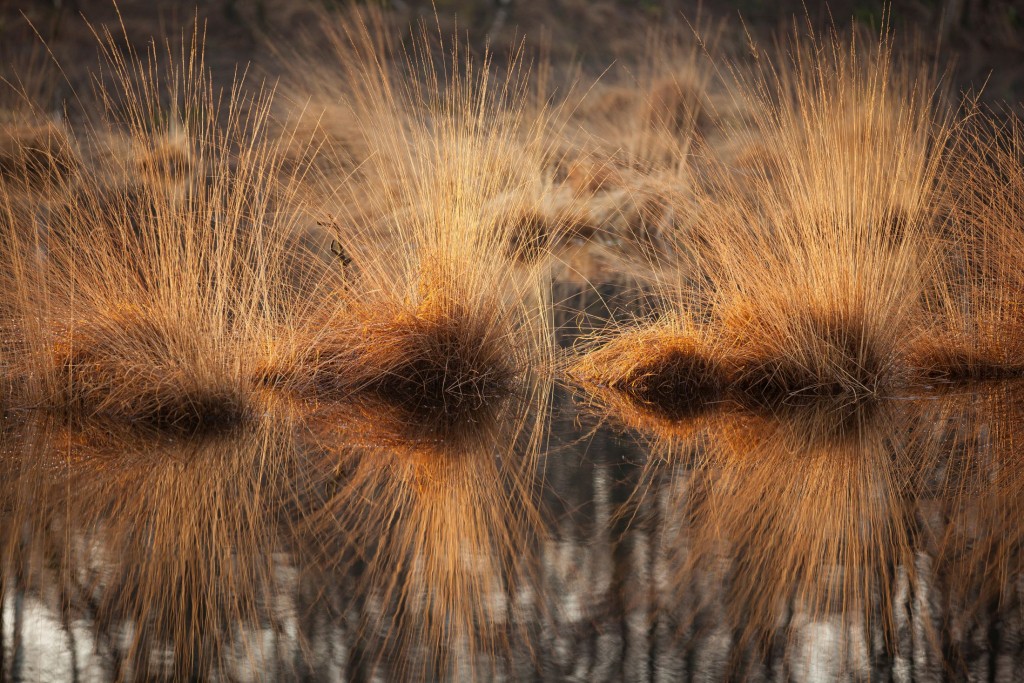 Stemmige pollen van pijpenstrootje - foto: Bob Luijks