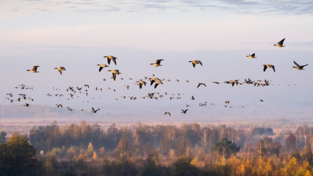 Rietganzen boven de peel - foto: Bob Luijks