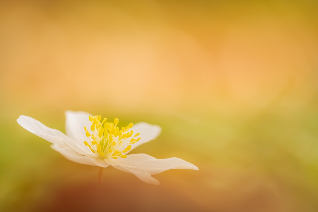 Bosanemoon - foto: Sandy Spaenhoven
