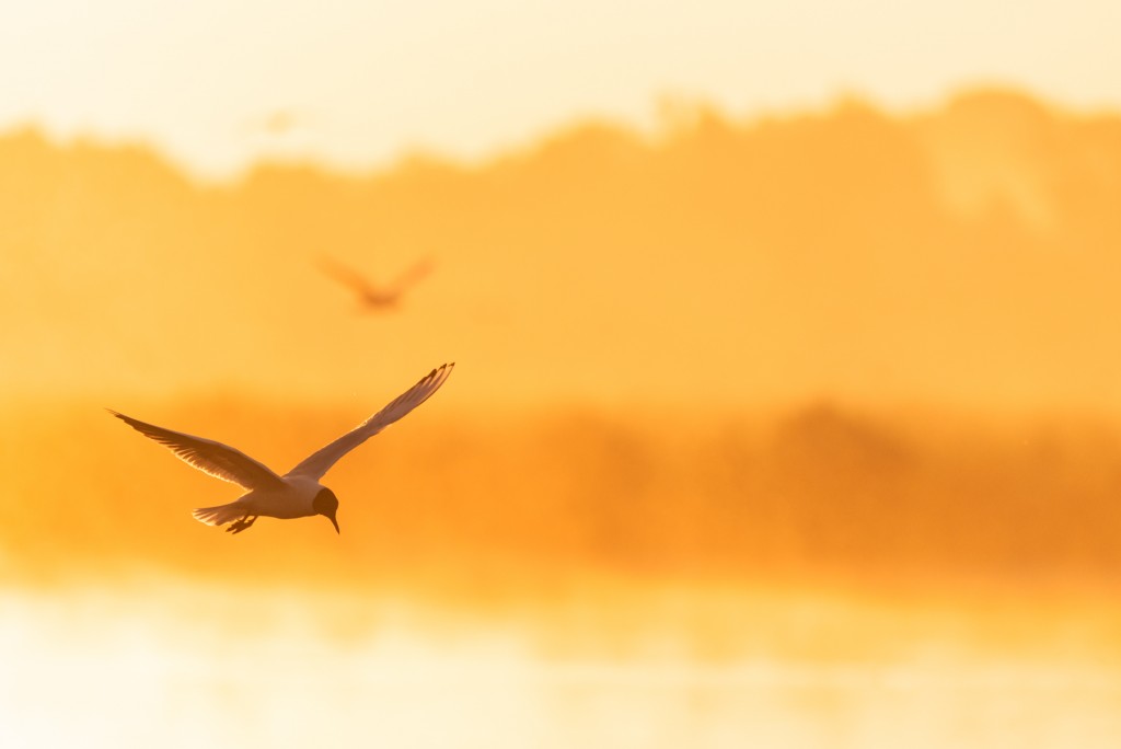 Kokmeeuwen in het ochtendlicht - foto: Sandy Spaenhoven