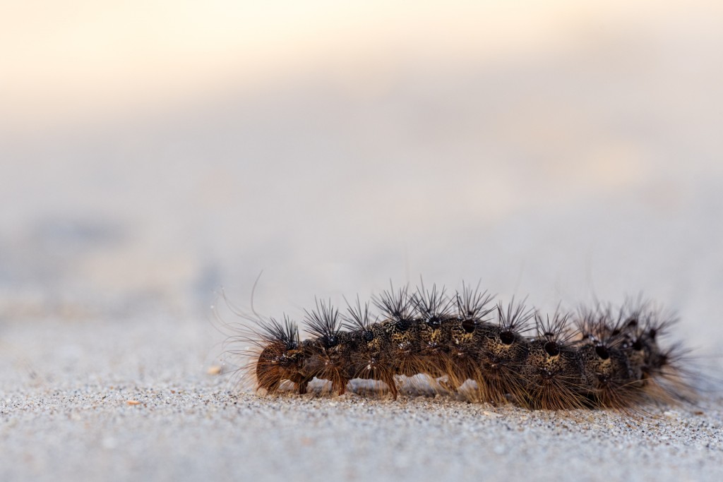 Plakker - foto: Sandy Spaenhoven