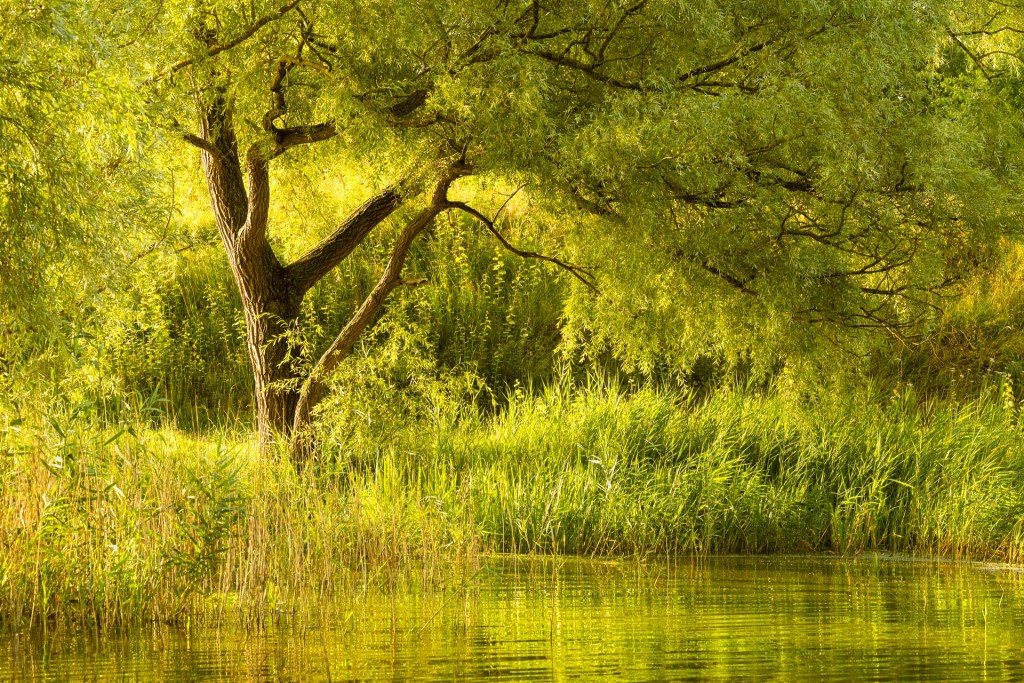 Vijvers Markey - foto: Sandy Spaenhoven