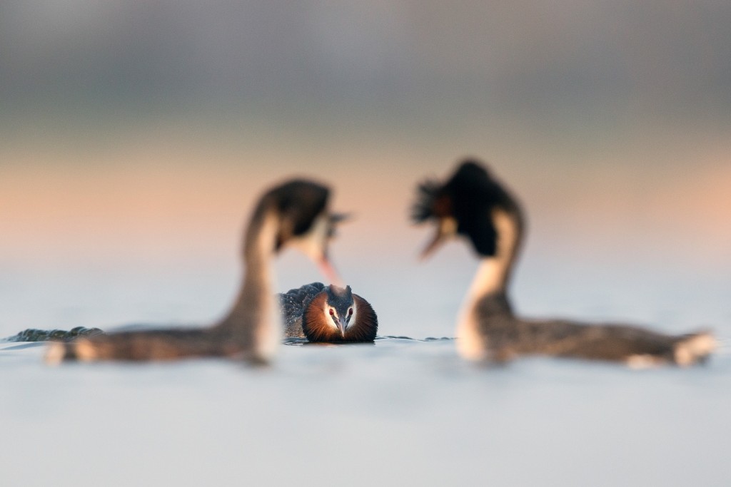 Prachtig trio van fuut - foto: David Pattyn