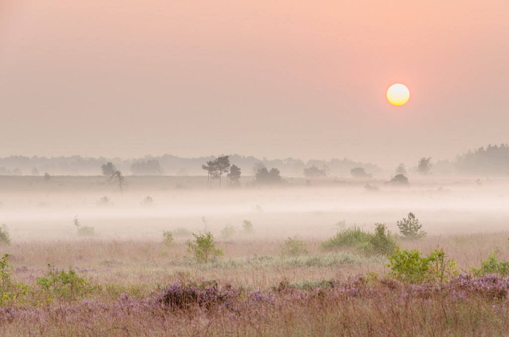Hoge Venen - foto: Hans Debruyne