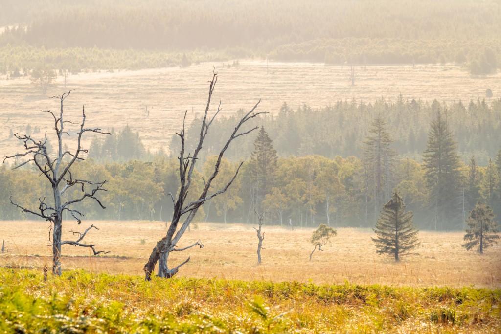 Hoge Venen - foto: Hans Debruyne