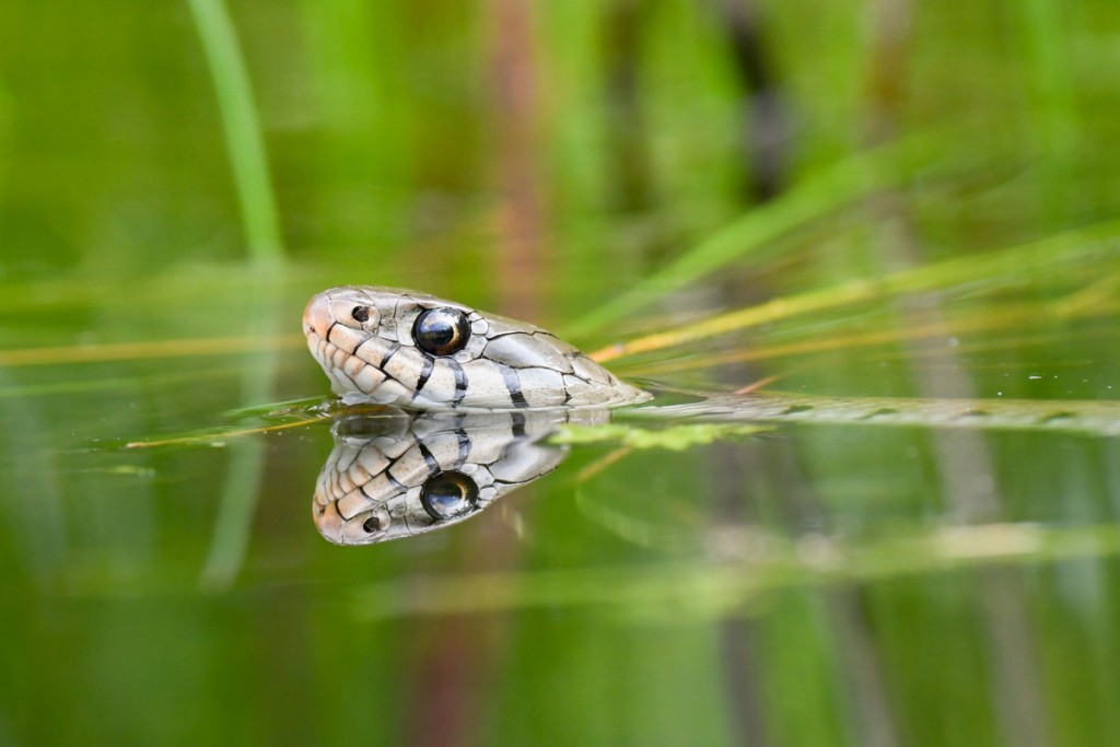 Ringslang - foto: Wim Dirckx