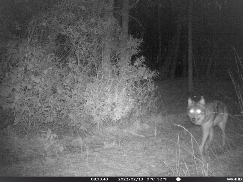Wolf op cameraval - foto: Edouard Geelhand