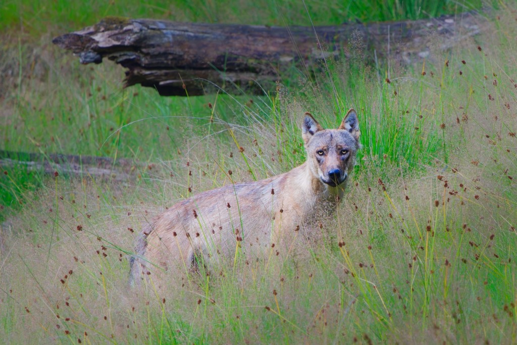 Wolf op de Veluwe - foto: Jeroen Kloppenburg