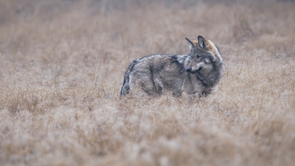 Wolf op de Veluwe - foto: Jeroen Kloppenburg