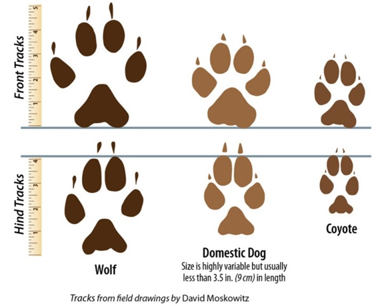 Wolf versus hond en goudjakhals