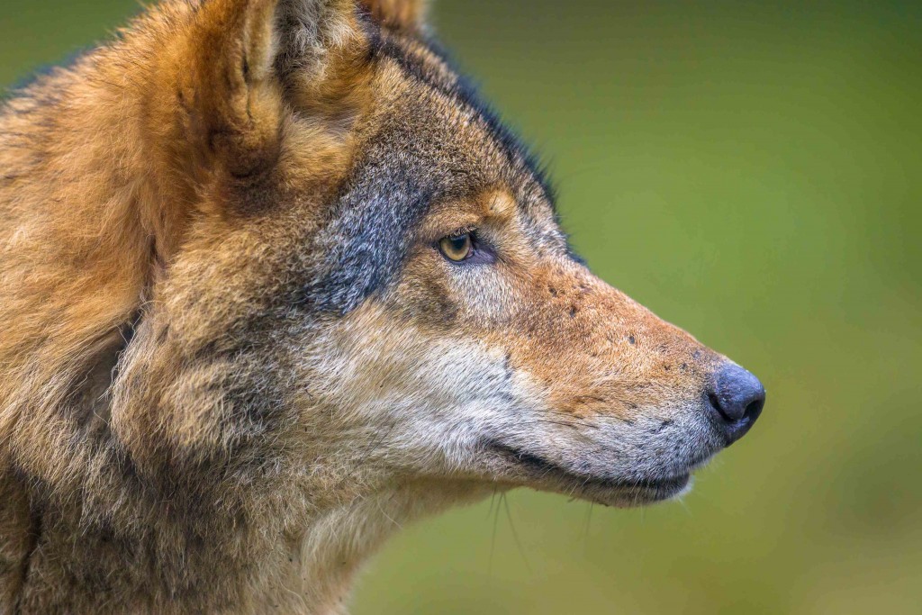 Europese wolf - foto: Rudmer Zwerver