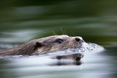 Otter onderweg (Foto: Naill Benvie/ARK)