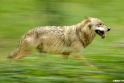 Zwervende wolf - foto: Lars Soerink