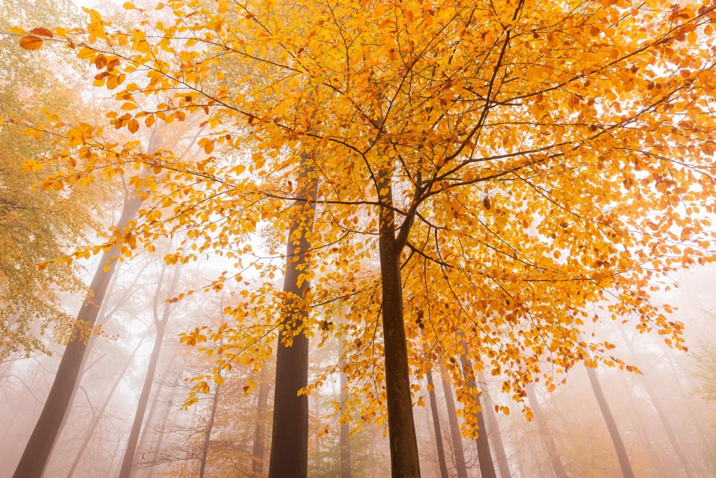 Herfst in het bos - foto: Sandy Spaenhoven