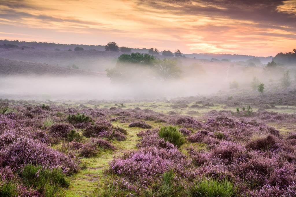 Herikhuizerveld - foto: Ellen van den Doel