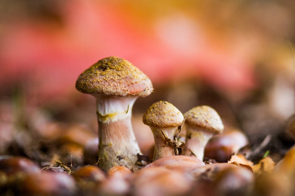 Knolhoningzwam - foto: Jan Nys
