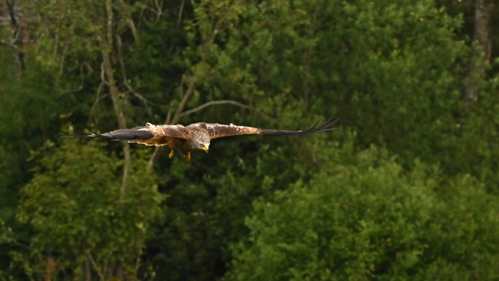 Rode wouw - foto: Leen Brans