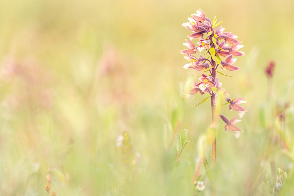 Moeraswespenorchis - foto: Sandy Spaenhoven