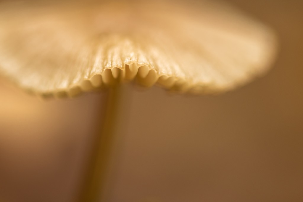 Paddenstoel - foto: Sandy Spaenhoven