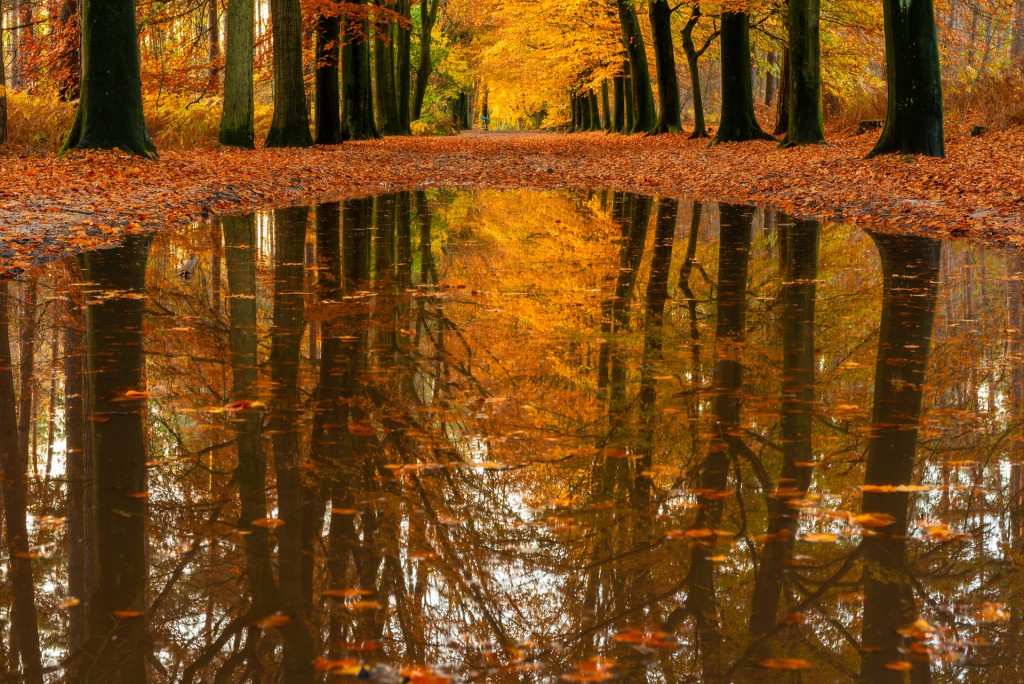 Spiegelend bos - foto: Sandy Spaenhoven