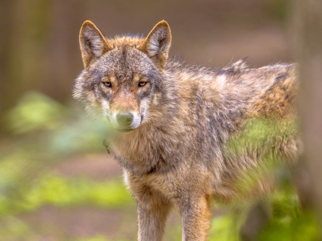 Europese wolf - foto: Rudmer Zwerver