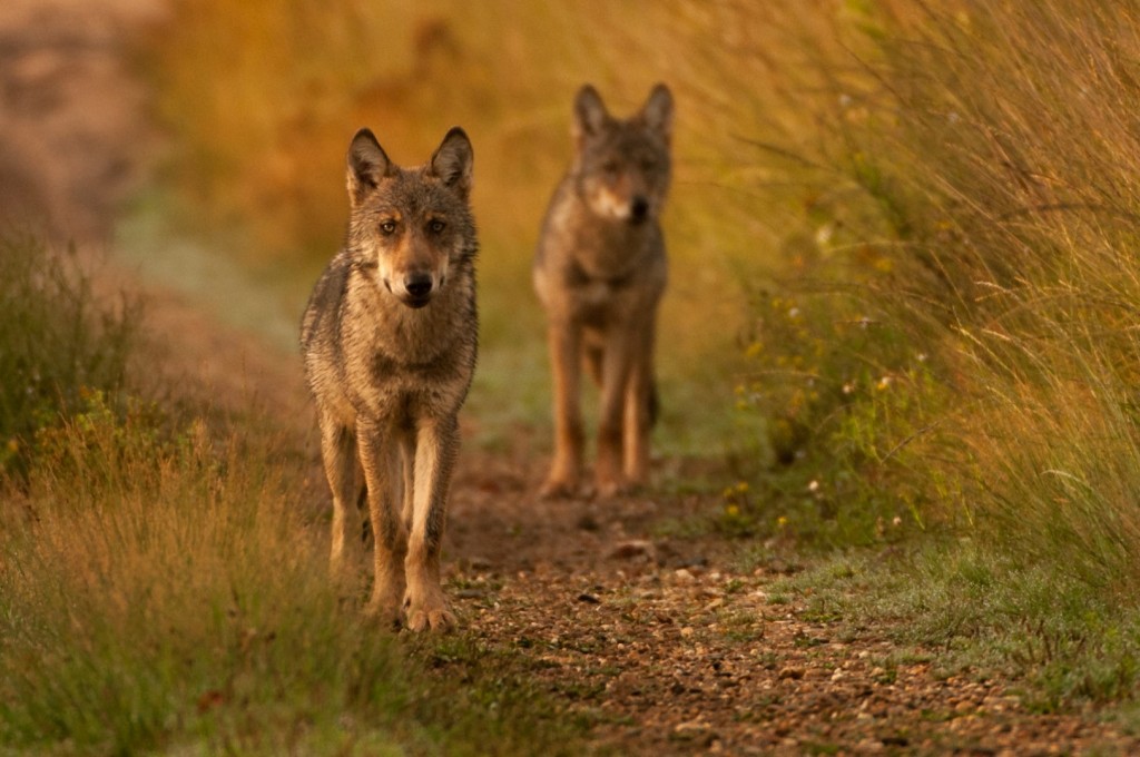 Vlaamse wolven met Duitse roots - foto: Ernesto Zvar