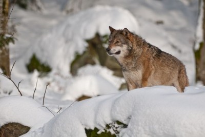Wolf op de uitkijk (Foto: Tom Linster)